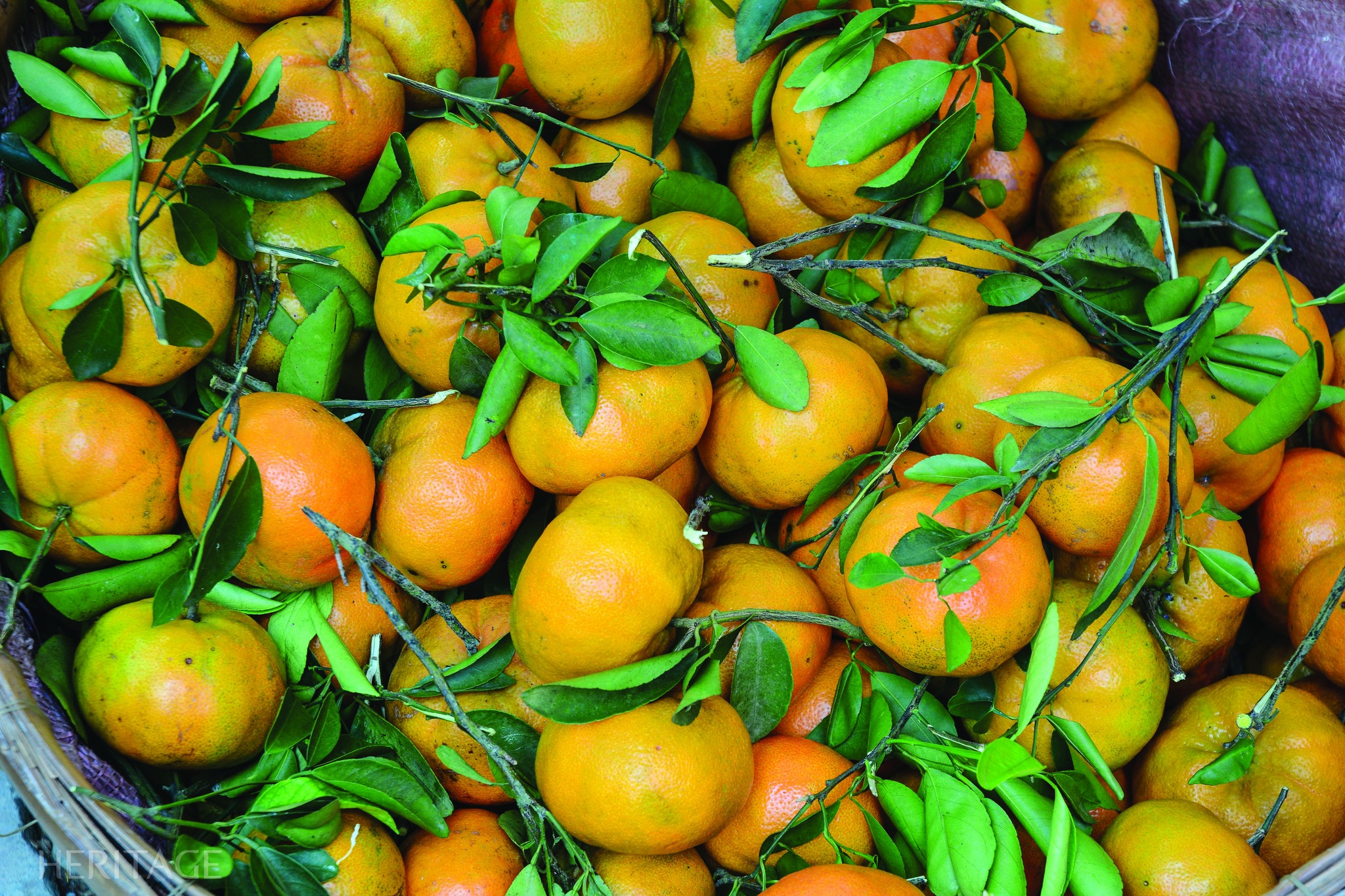 May be an image of fruit