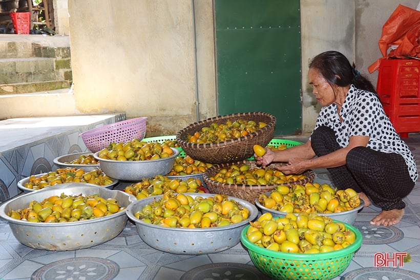 Die fröhliche Rosensaison der Vu Quang