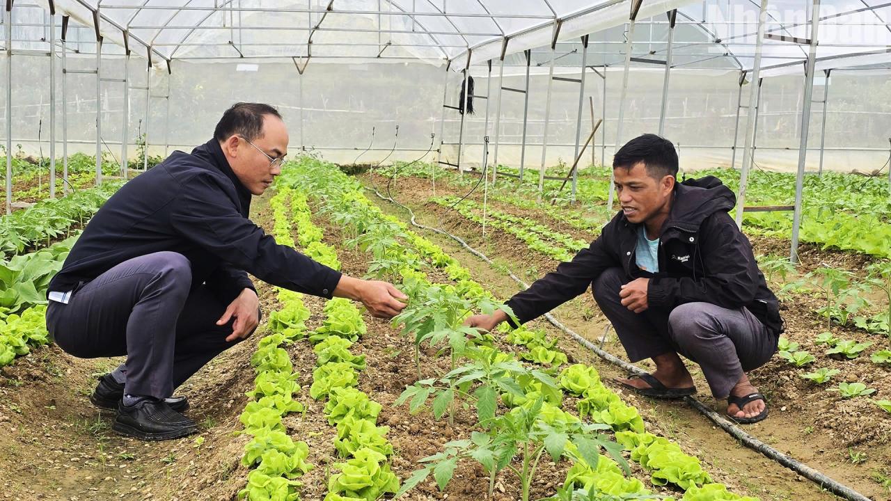 Developing a cold-climate vegetable and root growing model in Mang Den