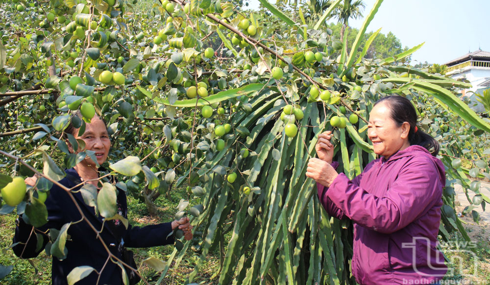 ファム・ティ・マイさんの家族（右側、ドンヒー県ホアトゥオン町ヴァンフー住宅街）の甘いリンゴ畑は、年間6,000万ドン以上の収入をもたらしています。