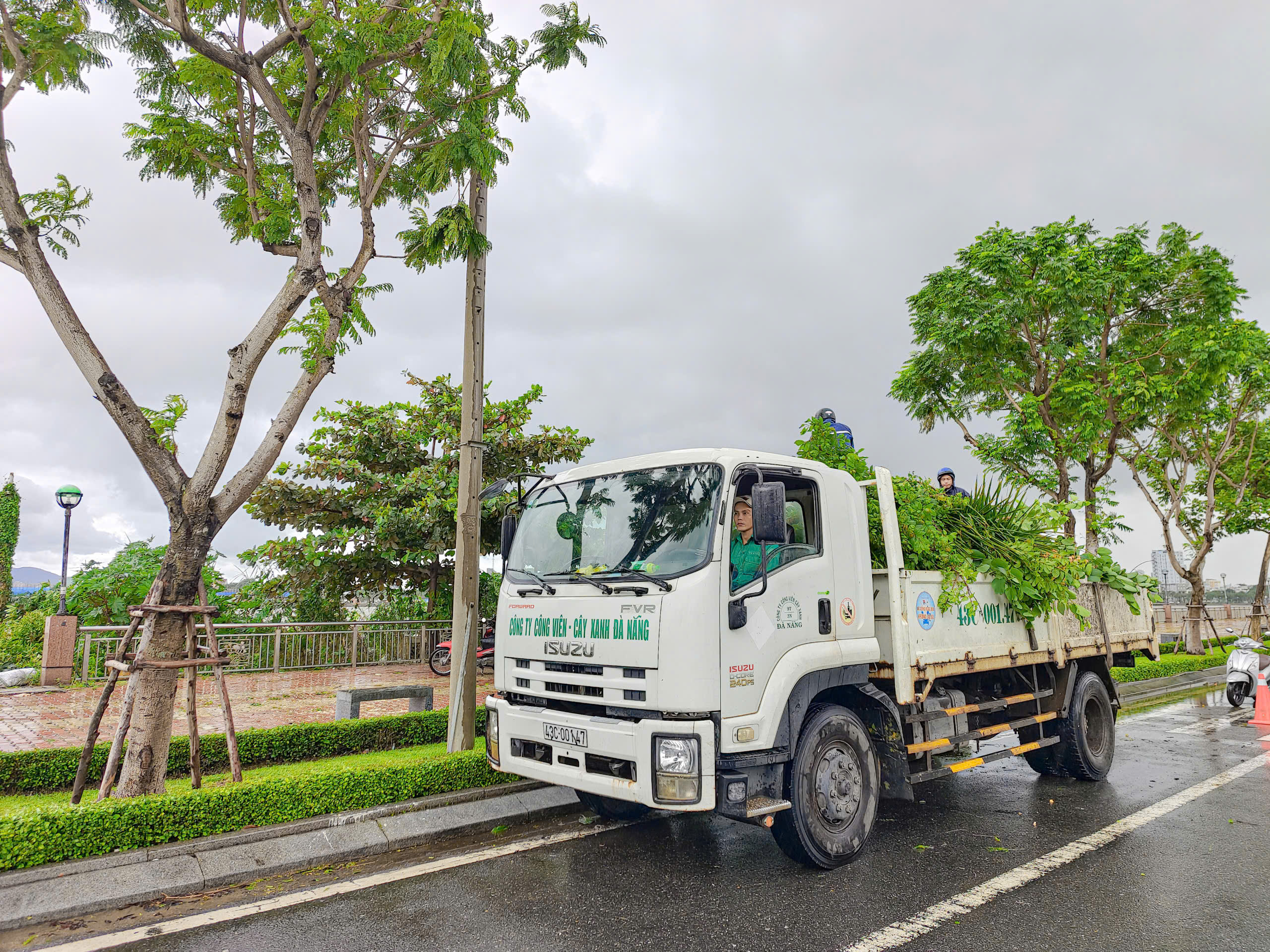 Công ty Công viên - Cây xanh Đà Nẵng cũng thực hiện làm việc liên tục trước, trong và sau khi bão số 6 tiến vào đất liền Đà Nẵng. Ảnh: CHIẾN THẮNG