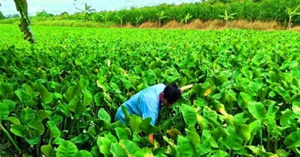 Loại rau dại tên nghe mắc cười, xưa gạt đi chả hết, nay trồng ruộng ở Hậu Giang, liền bán đắt như tôm tươi - Ảnh 2.