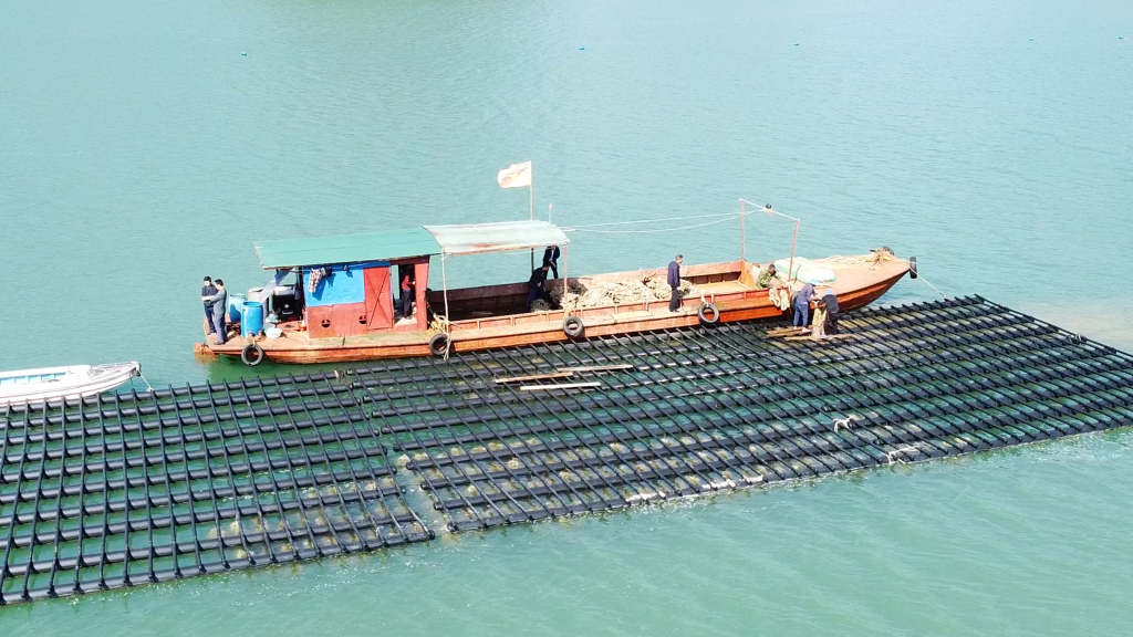 Das landwirtschaftliche Beratungszentrum der Provinz Quang Ninh hat mithilfe der Infrastruktur des konzentrierten Weichtierproduktionsgebiets Van Don erfolgreich 300.000 Austernsamen gezüchtet.