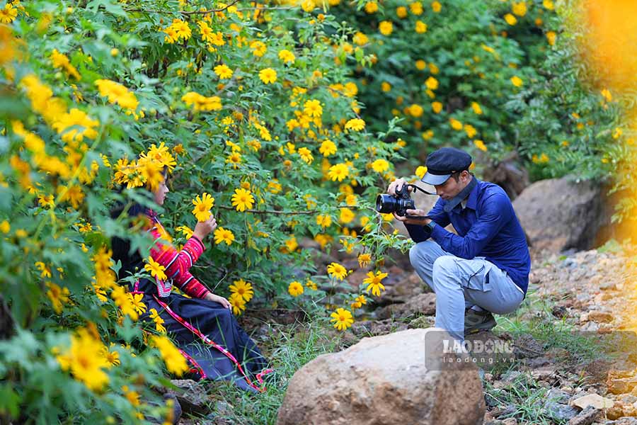 จุดเช็คอินยอดนิยมสำหรับชมดอกทานตะวันป่าอันงดงามในเดียนเบียน