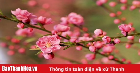 Thư Chúc Mừng Năm Mới