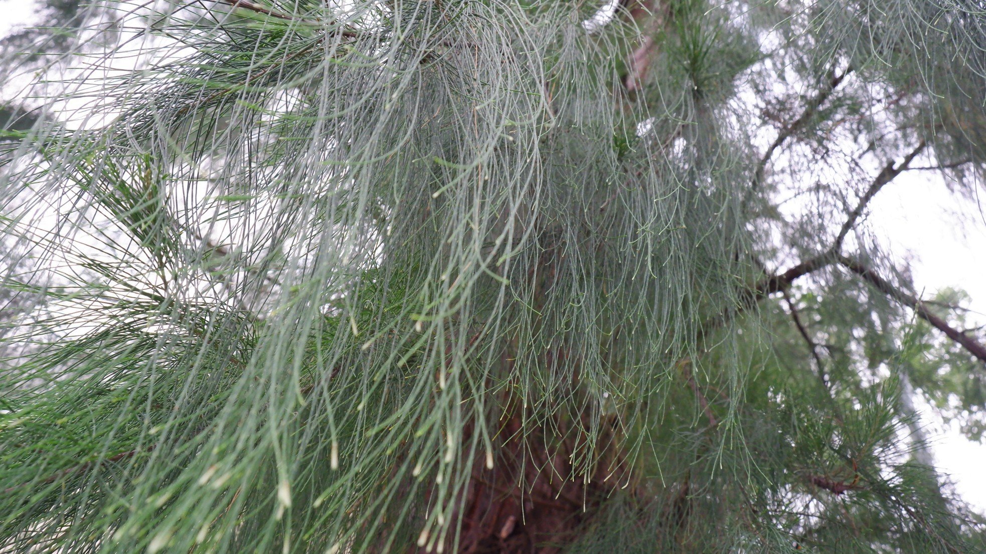 Rangées vertes et fraîches d'anciens arbres casuarina dans le parc industriel de Da Nang, photo 7