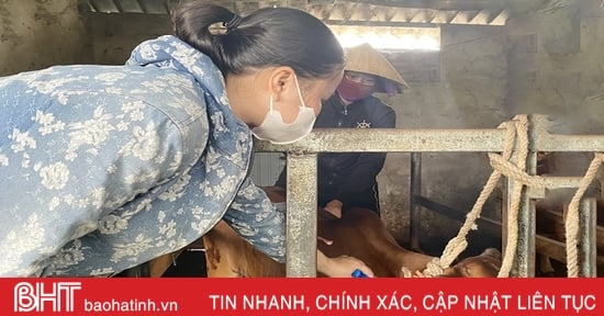 Hà Tĩnh tập trung cao tiêm phòng gia súc, gia cầm đợt 2 năm 2023