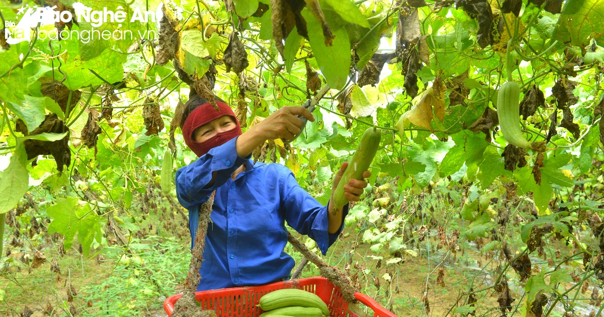 Mướp hương Nghệ An &#039;cháy hàng&#039; mùa nắng