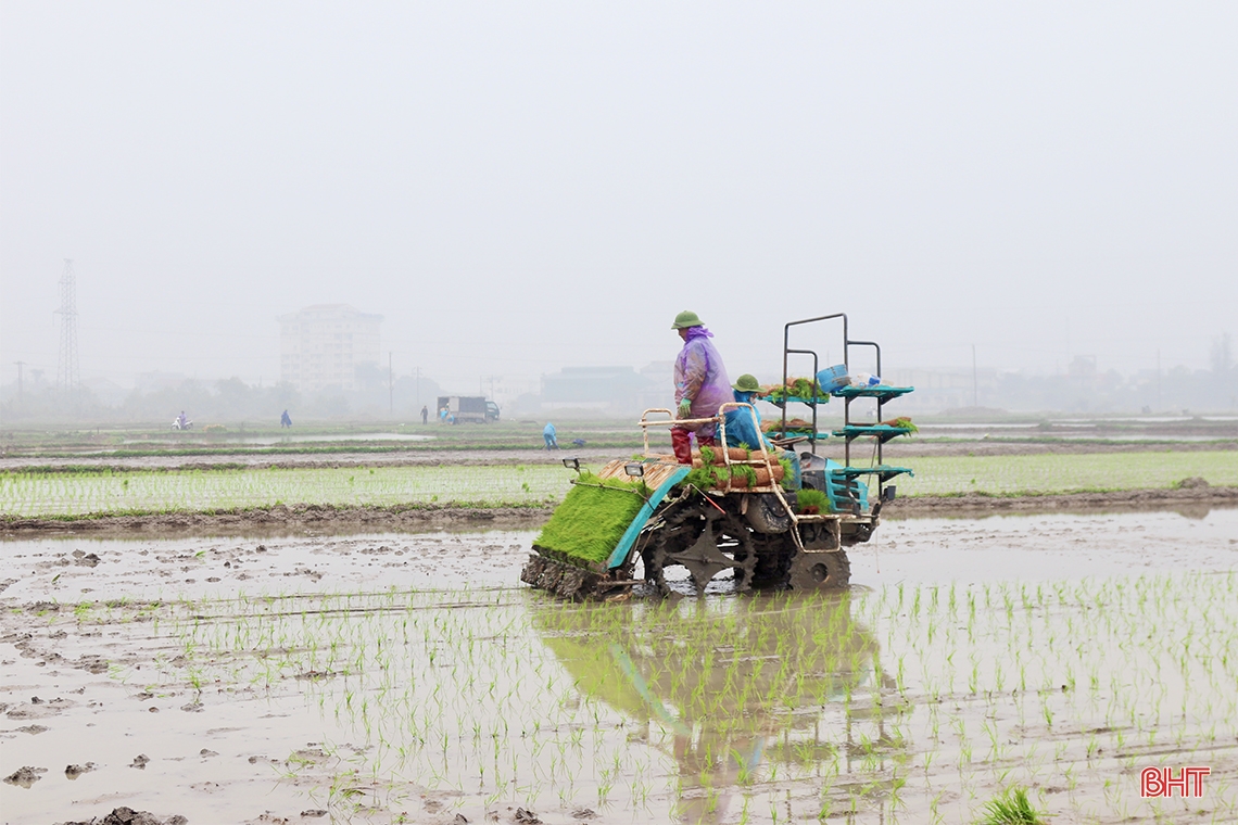 Cấy lúa hữu cơ bằng máy trên diện tích 5 ha ở Cẩm Xuyên