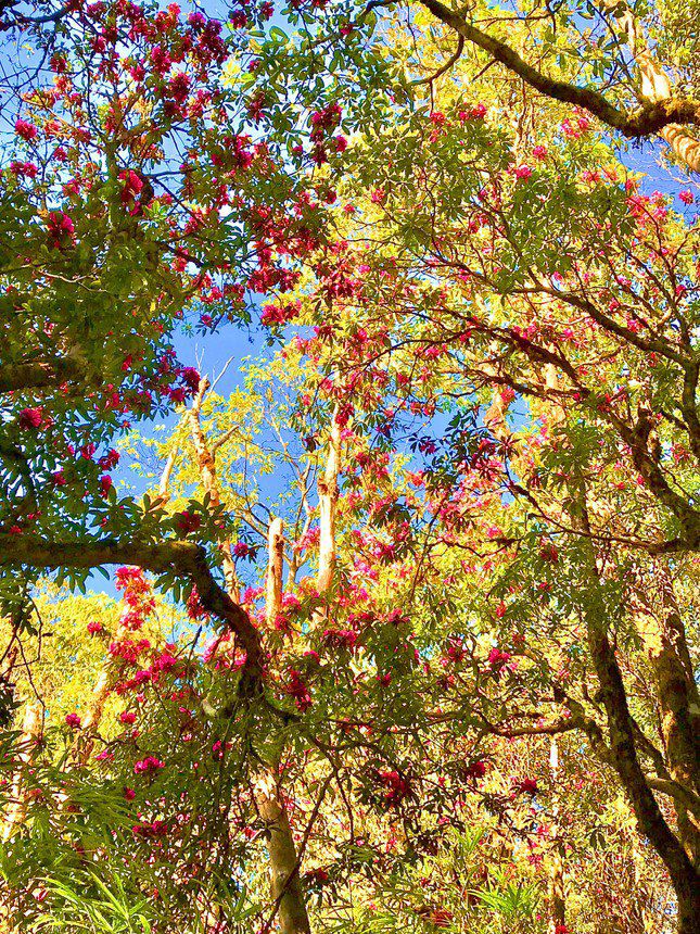 Rhododendrons here are mostly tens to hundreds of years old.