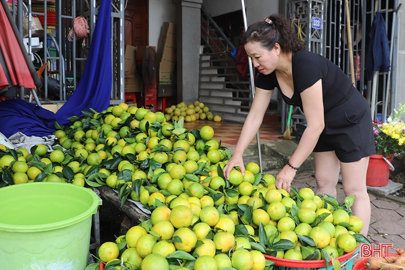 Las naranjas Ha Tinh de temporada temprana 