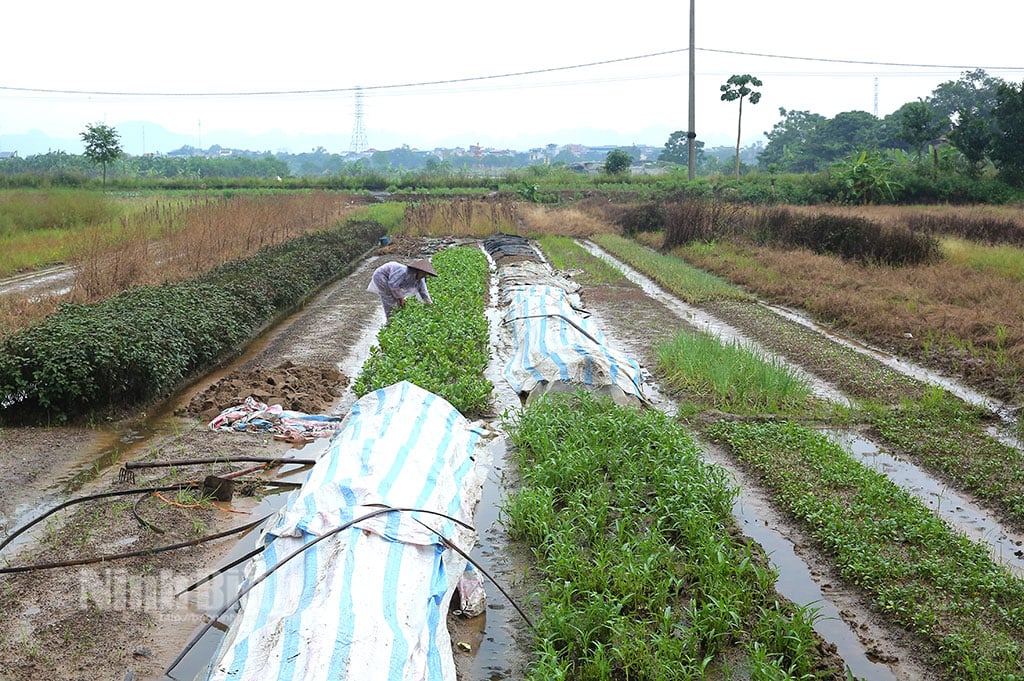 เพื่อผลิตพืชฤดูหนาวที่ปลอดภัยและมีประสิทธิภาพ