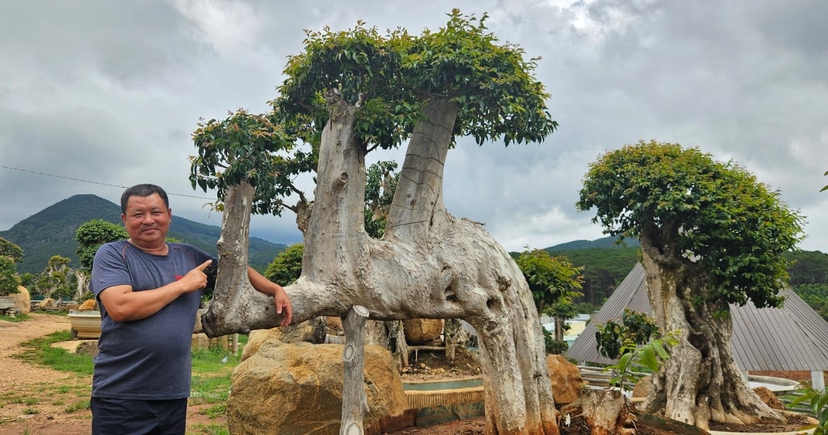 Fascinated by the "unique" bonsai garden of Lagerstroemia in Mang Yang