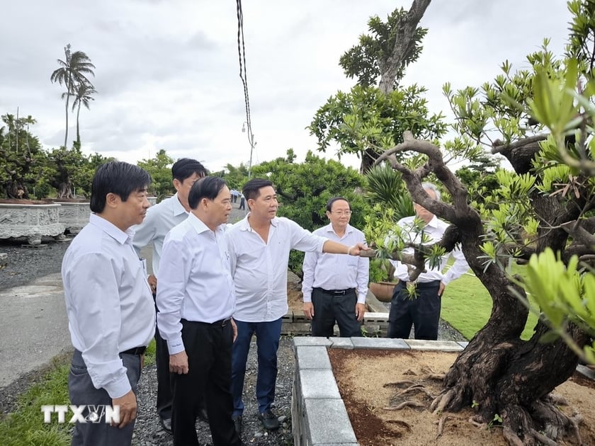 Đại biểu tham quan điểm du lịch trưng bày kiểng bonsai. (Ảnh: Huỳnh Phúc Hậu/TTXVN)