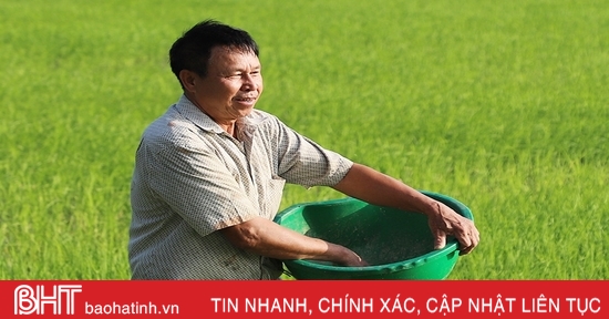 Nông dân Hà Tĩnh nhanh tay tỉa dặm, bón thúc lúa xuân đợt 1