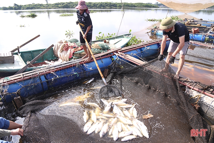 สาเหตุของการตายของปลาในแม่น้ำเหงียนกว่า 50 ตันนั้นชัดเจน