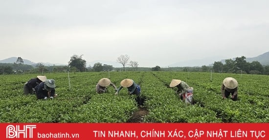 Người trồng chè bắt đầu vụ thu hoạch quan trọng nhất năm