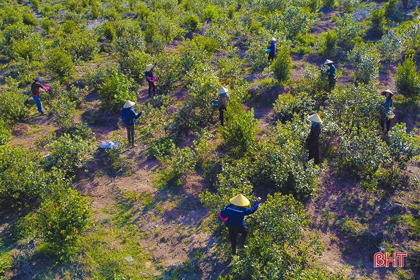 La plantación de árboles silvestres de simulación da resultados inesperados en las colinas de Ke Go