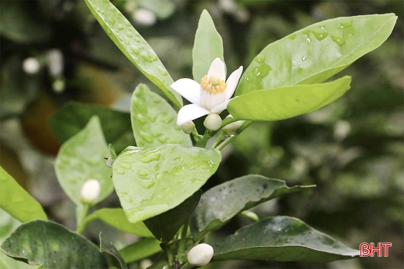 Comenzando un nuevo cultivo de naranjas en el jardín de la colina de Vu Quang