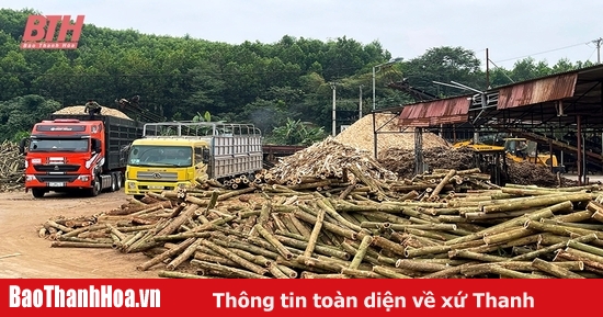 Forestry economic development in Ngoc Lac