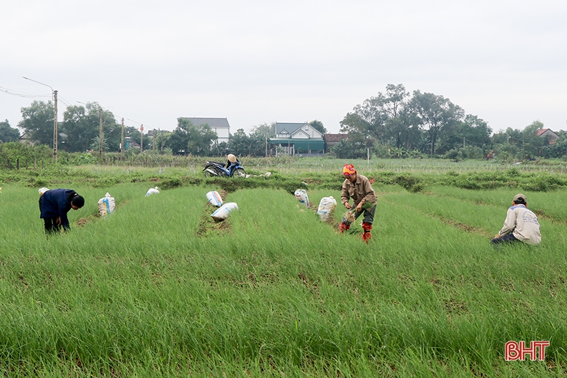 Hành tăm đầu mùa được giá, nông dân Can Lộc phấn khởi