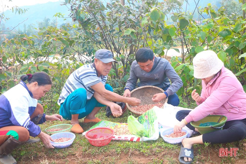 Nông dân Hà Tĩnh hối hả ra đồng sản xuất lạc xuân