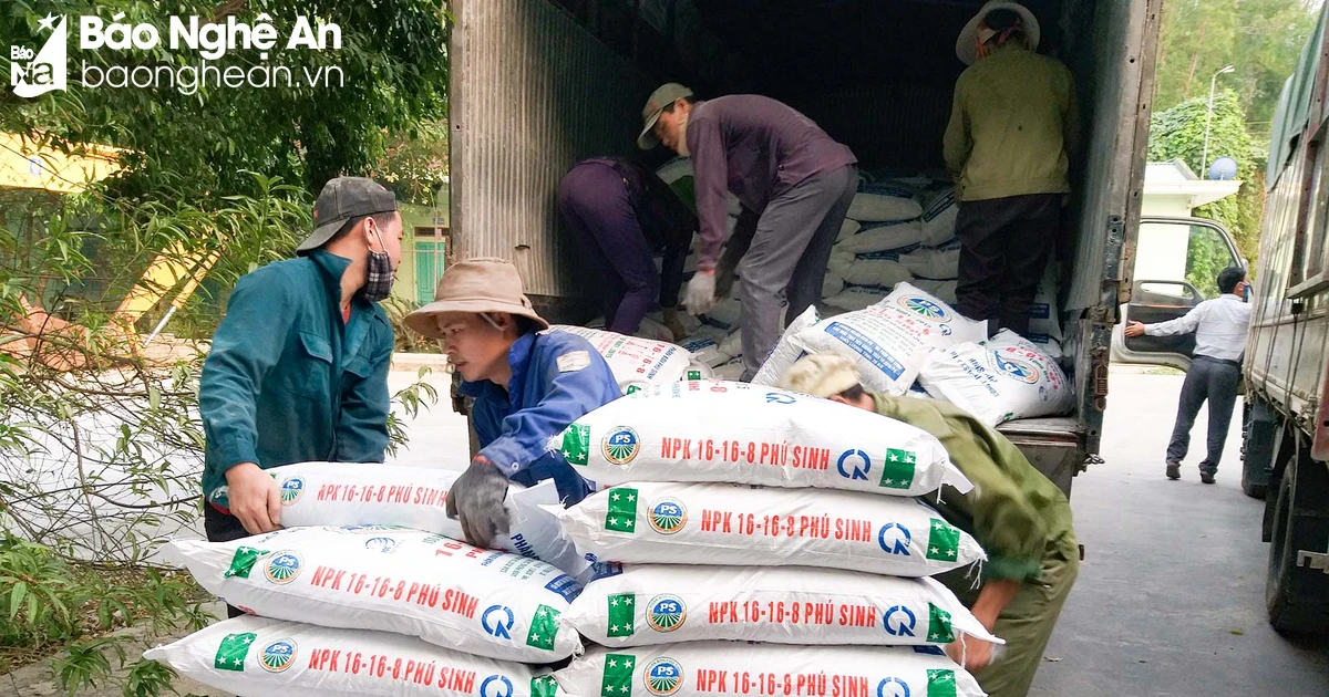 Les agriculteurs de Nghe An réagissent de manière proactive alors que les prix des engrais sont sur le point d'augmenter avant la récolte d'été-automne