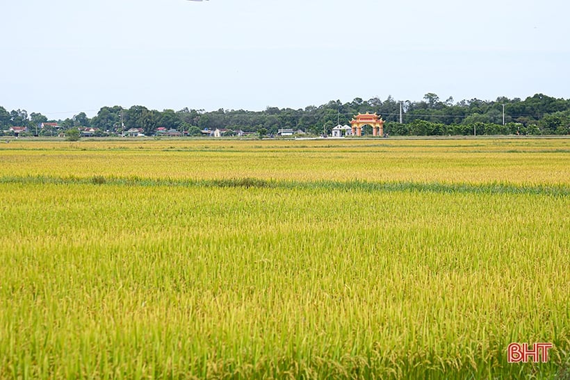 Nông dân Hà Tĩnh thu hoạch sớm lúa hè thu