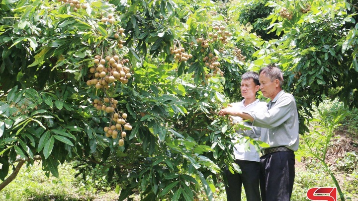 Nhân rộng các mô hình kinh tế