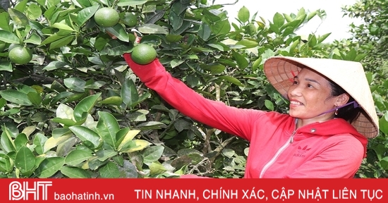 Vựa cam Vũ Quang ước thu hơn 20 nghìn tấn quả