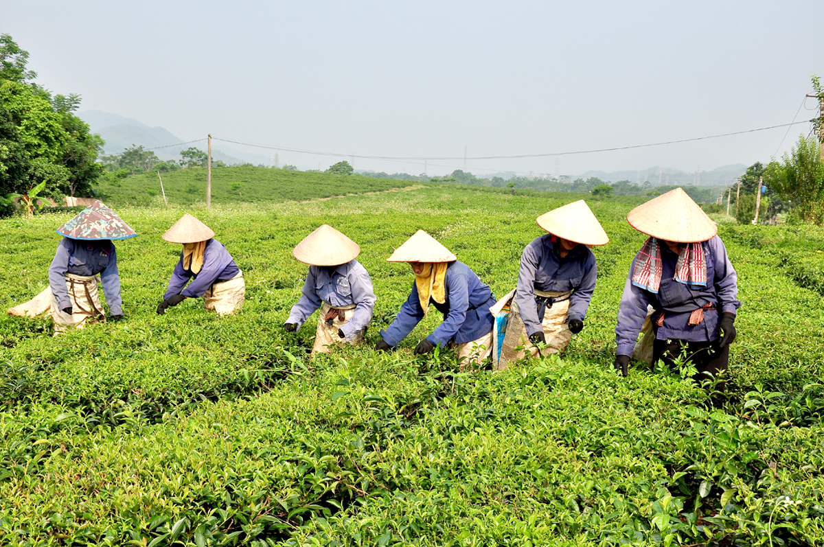 Los trabajadores de Hung An Tea Joint Stock Company cosechan hojas de té crudas.