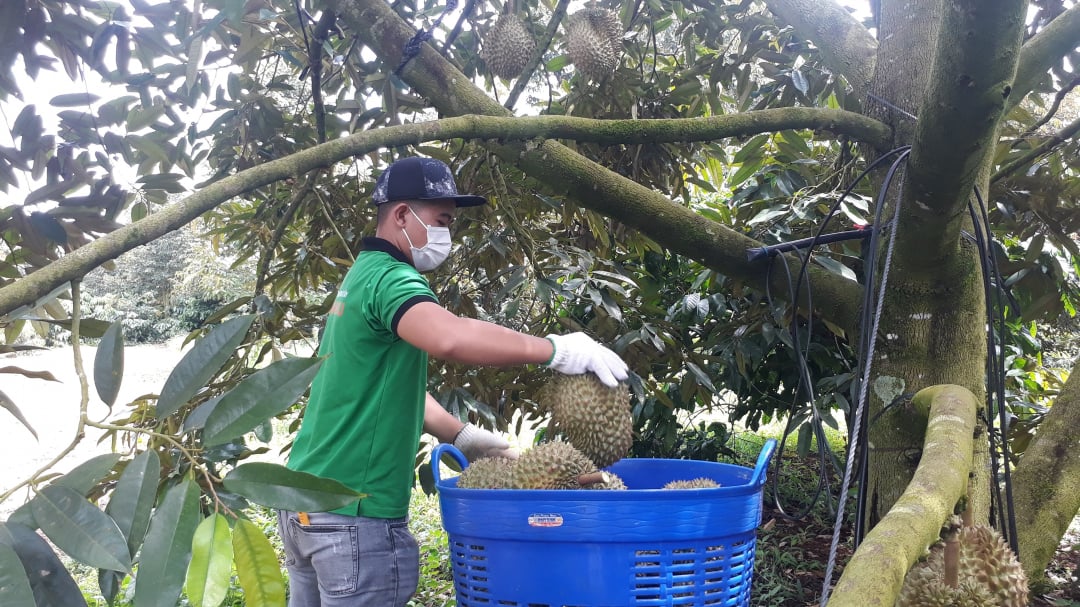 133 áreas de cultivo de durian en Dak Lak están esperando la emisión del código.