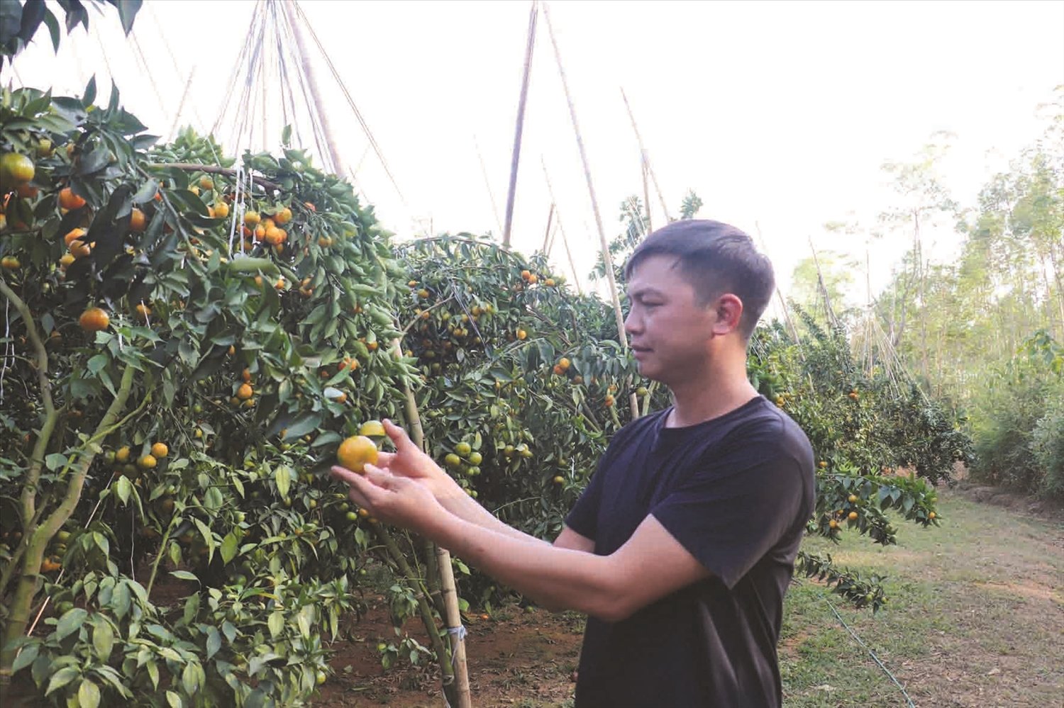 Anh Nguyễn Văn An tại thôn Đông Quan, xã Bằng Mạc chăm sóc vườn cam của gia đình.