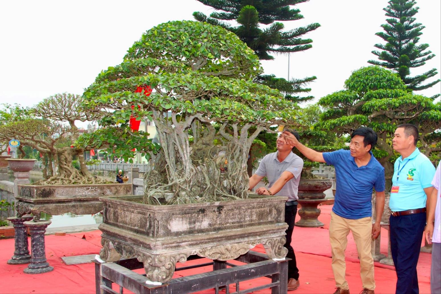 ដើម Bonsai ជា​ច្រើន​ដើម​ដែល​មាន​តម្លៃ​រាប់​ពាន់​លាន​ដុង​ត្រូវ​បាន​គេ​ដាក់​តាំង​បង្ហាញ​នៅ​វិមាន​Uncle Ho នៅ Ninh Giang។