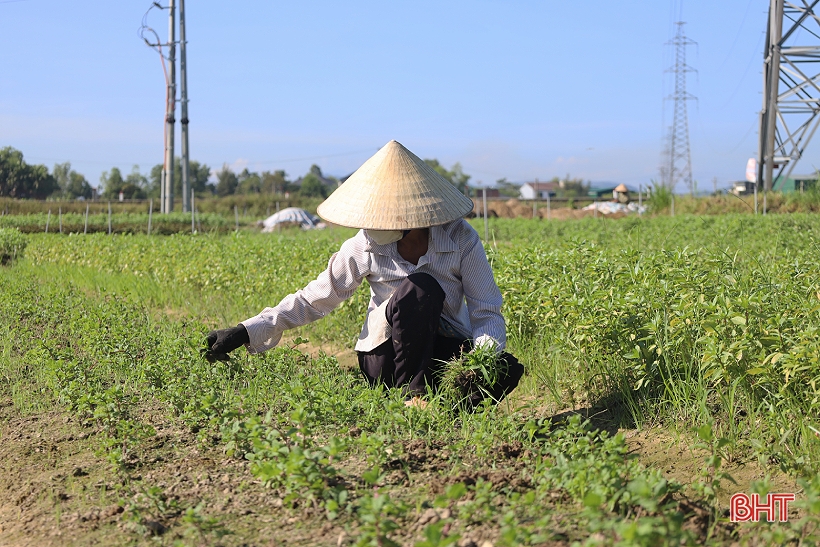 Profitant du temps sec, les agriculteurs de Ha Tinh restent dans leurs champs pour produire la récolte d'hiver.