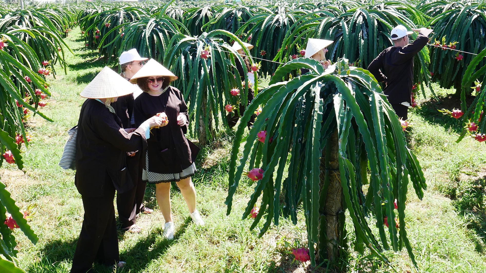 Turistas internacionales visitan el jardín de la fruta del dragón en Anh N. Lan 2.jpg