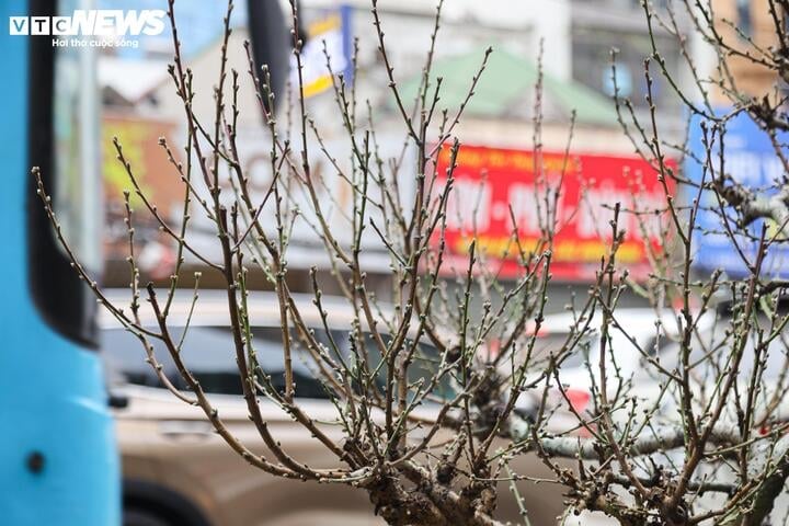 Les anciens pêchers forestiers de Son La rivalisent pour montrer leurs formes à Hanoi, au prix de centaines de millions de VND/arbre - 6