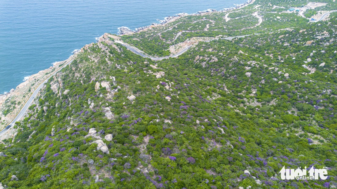 Beide Seiten der Küstenstraße DT 701 durch den Bezirk Thuan Nam (Ninh Thuan) sind durch die Farbe der Lagerstroemia-Blüten „lila gefärbt“ – Foto: DUY NGOC