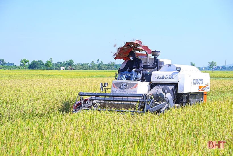 Nông dân Hà Tĩnh phấn khởi xuống đồng thu hoạch lúa hè thu