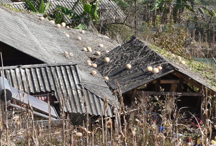 การไปเที่ยว Mu Cang Chai ในช่วงนอกฤดูกาลก็สนุกเช่นกัน ชมราสเบอร์รี่และฟางที่มีกลิ่นหอม - ภาพที่ 13