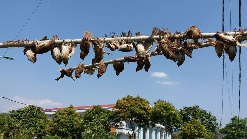 No más capturas de pájaros en el cielo