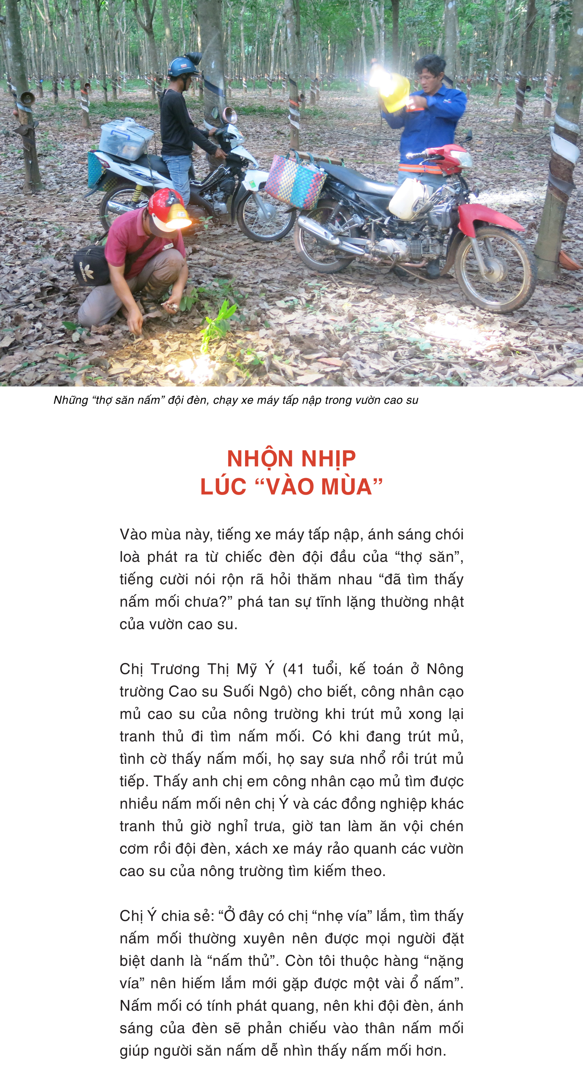 Mùa săn nấm mối