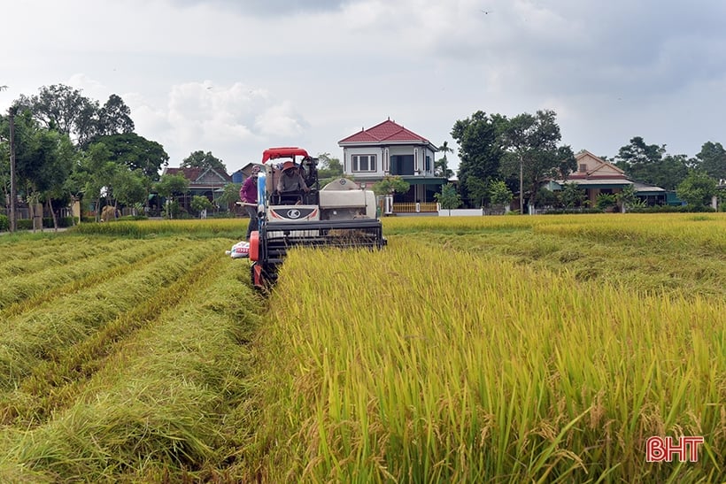 Tập trung thu hoạch nhanh gọn lúa hè thu, tránh thiệt hại do mưa lũ