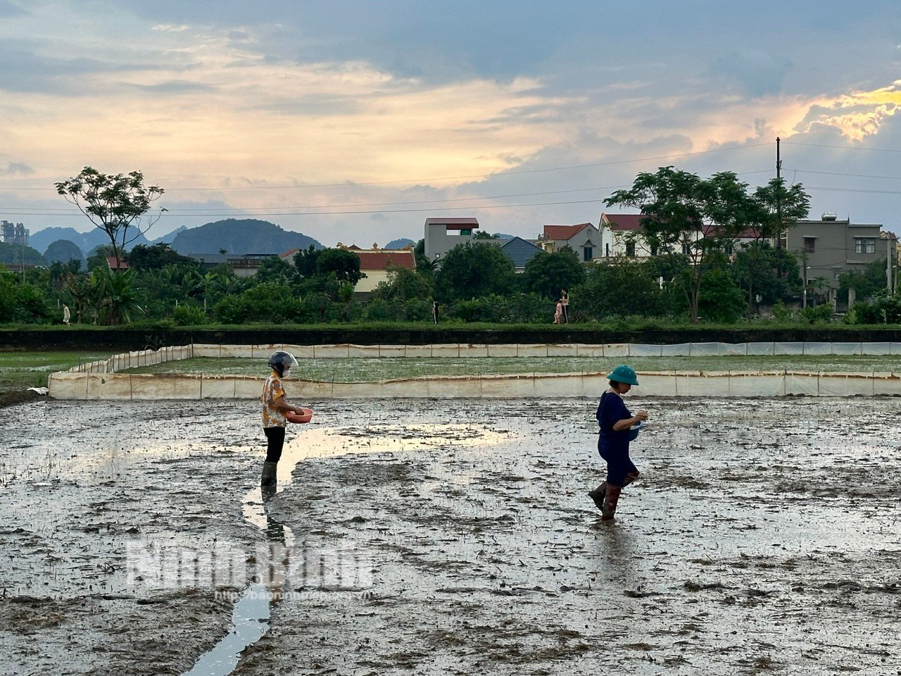 เร่งซ่อมแซมพื้นที่นาข้าวที่เสียหายจากน้ำท่วม