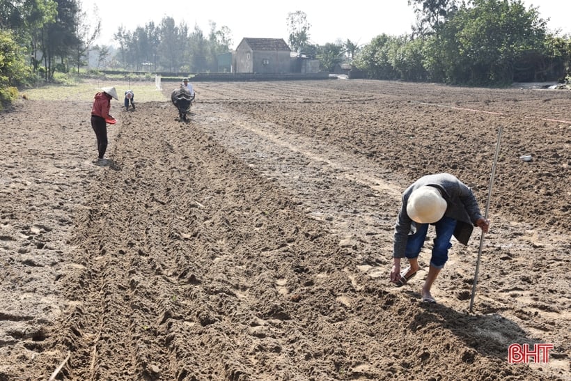 Nông dân Lộc Hà “gác” tết vì mục tiêu 2.468 tấn lạc xuân