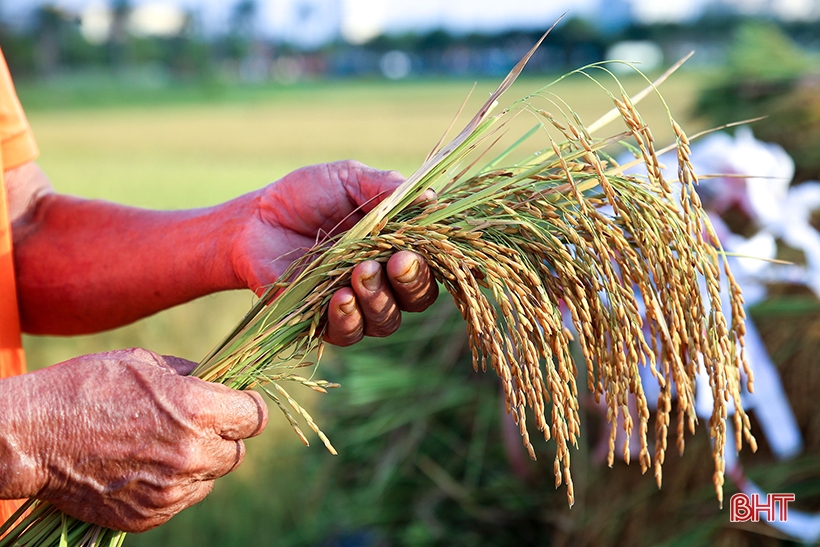 Remplissez rapidement la demande de protection de la marque « Duc Tho Rice »