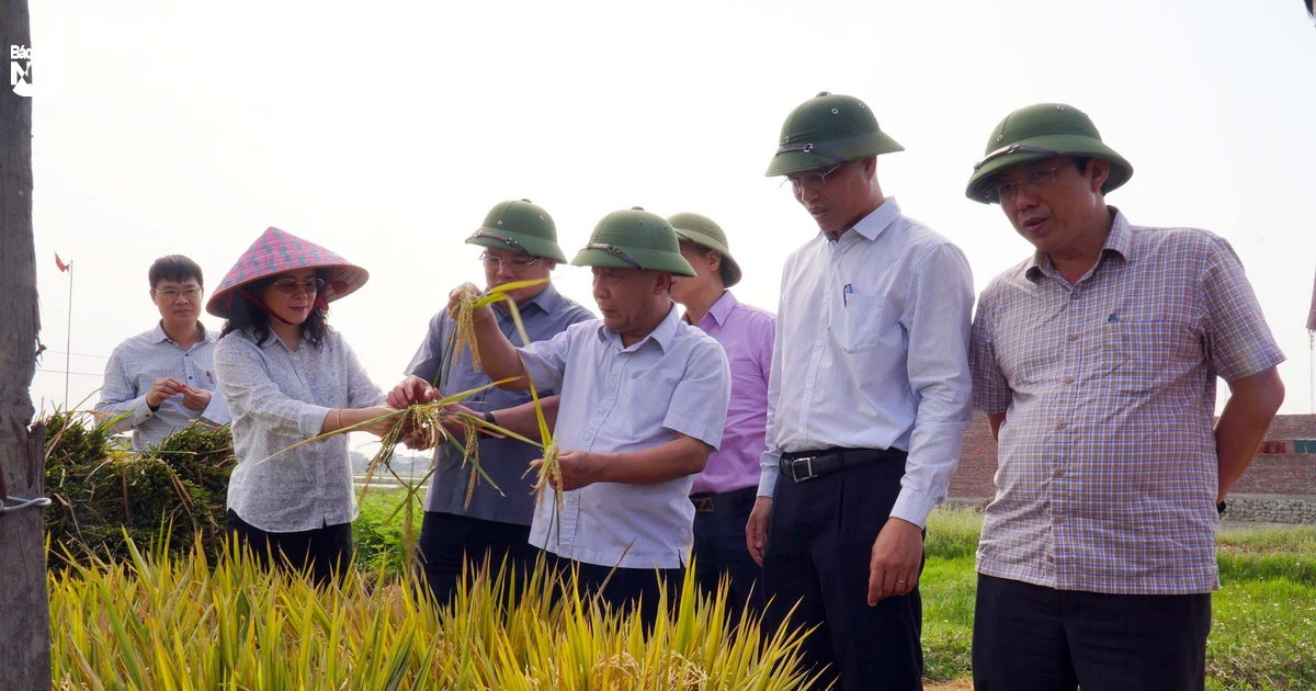 Le vice-président du Comité populaire provincial a inspecté la production agricole et la prévention et la lutte contre les incendies de forêt dans le district de Yen Thanh