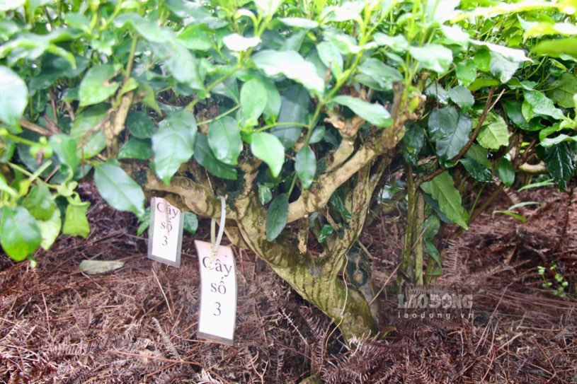 Ancien jardin de thé vieux de plusieurs dizaines à plusieurs centaines d'années dans la commune de Tan Cuong, ville de Thai Nguyen. Photo : Viet Bac