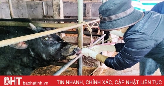 Lộc Hà xuất hiện dịch viêm da nổi cục trên trâu bò