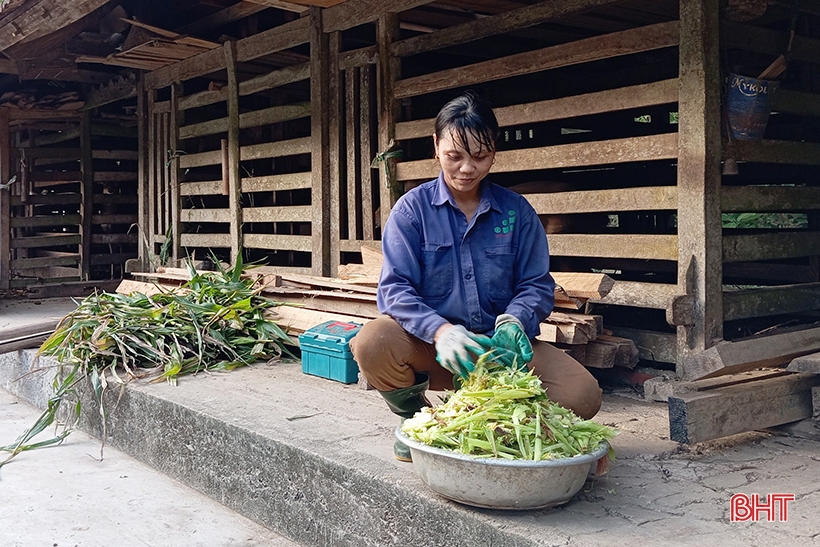 Thủ phủ hươu sao Hà Tĩnh ước thu hơn 200 tỷ đồng bán lộc nhung dịp Tết